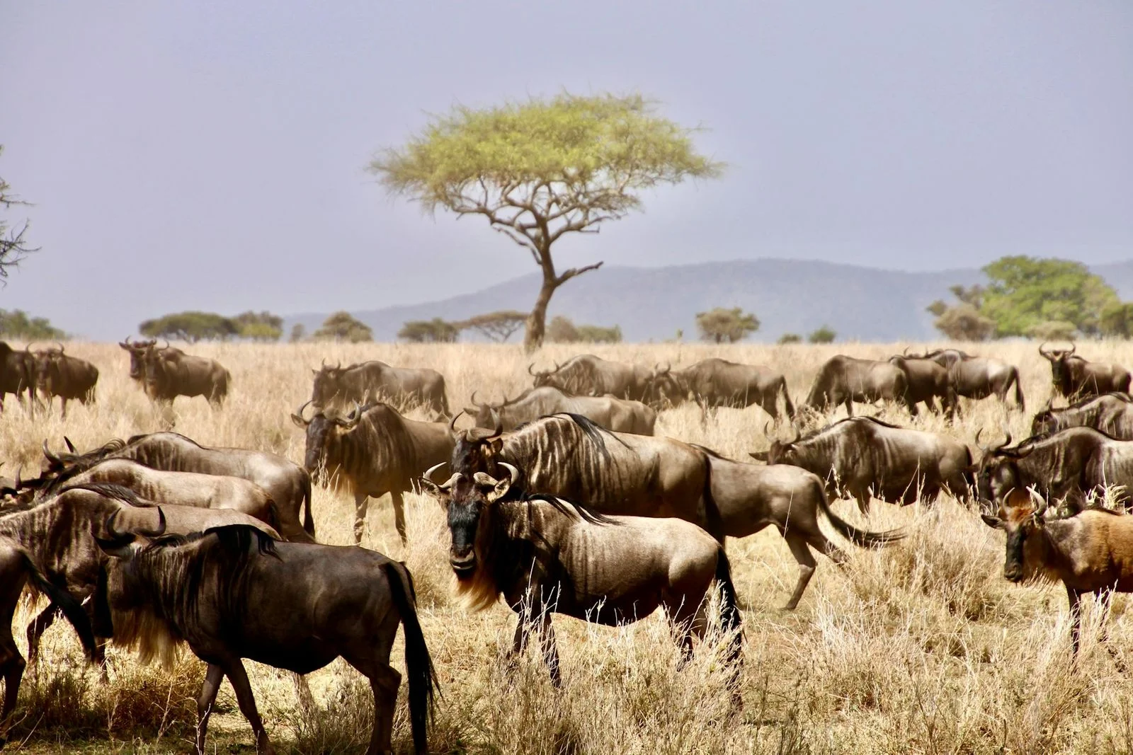 Africa Safari Serengeti Ikoma — image 3