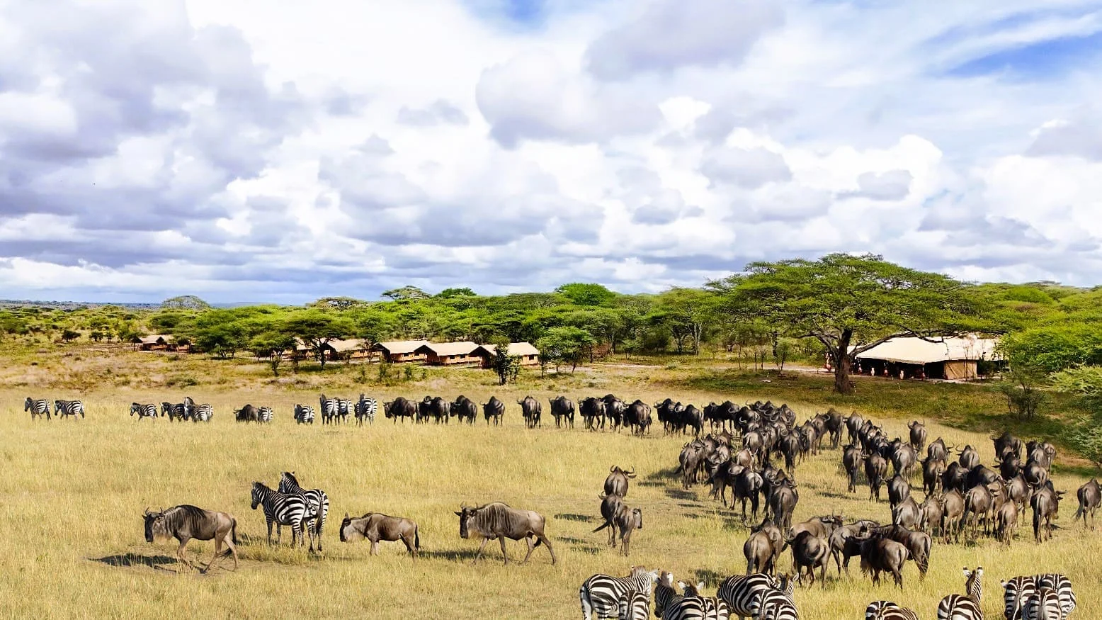 Africa Safari Serengeti Ikoma — image 4