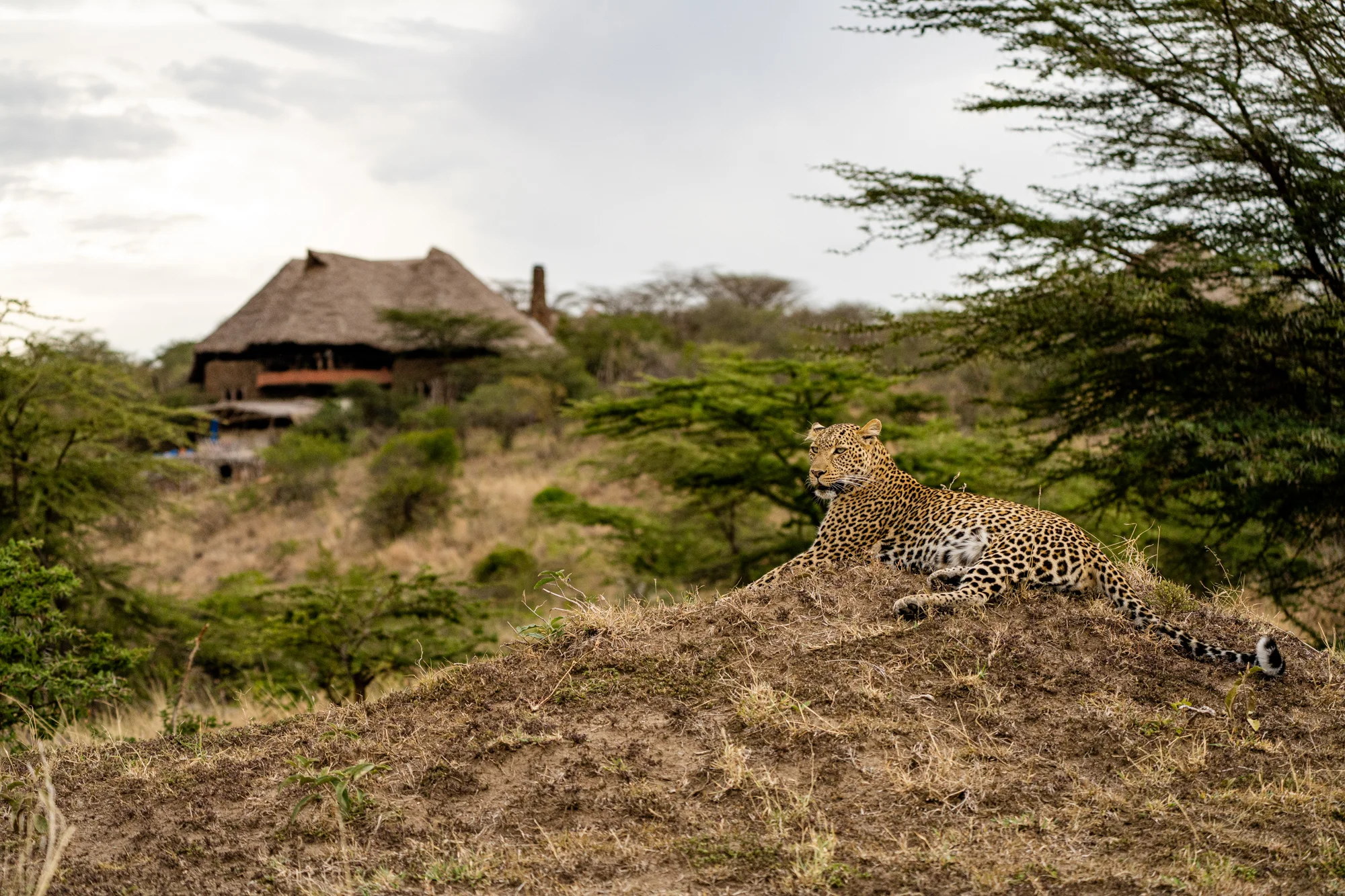 Amani Mara Camp — image 2