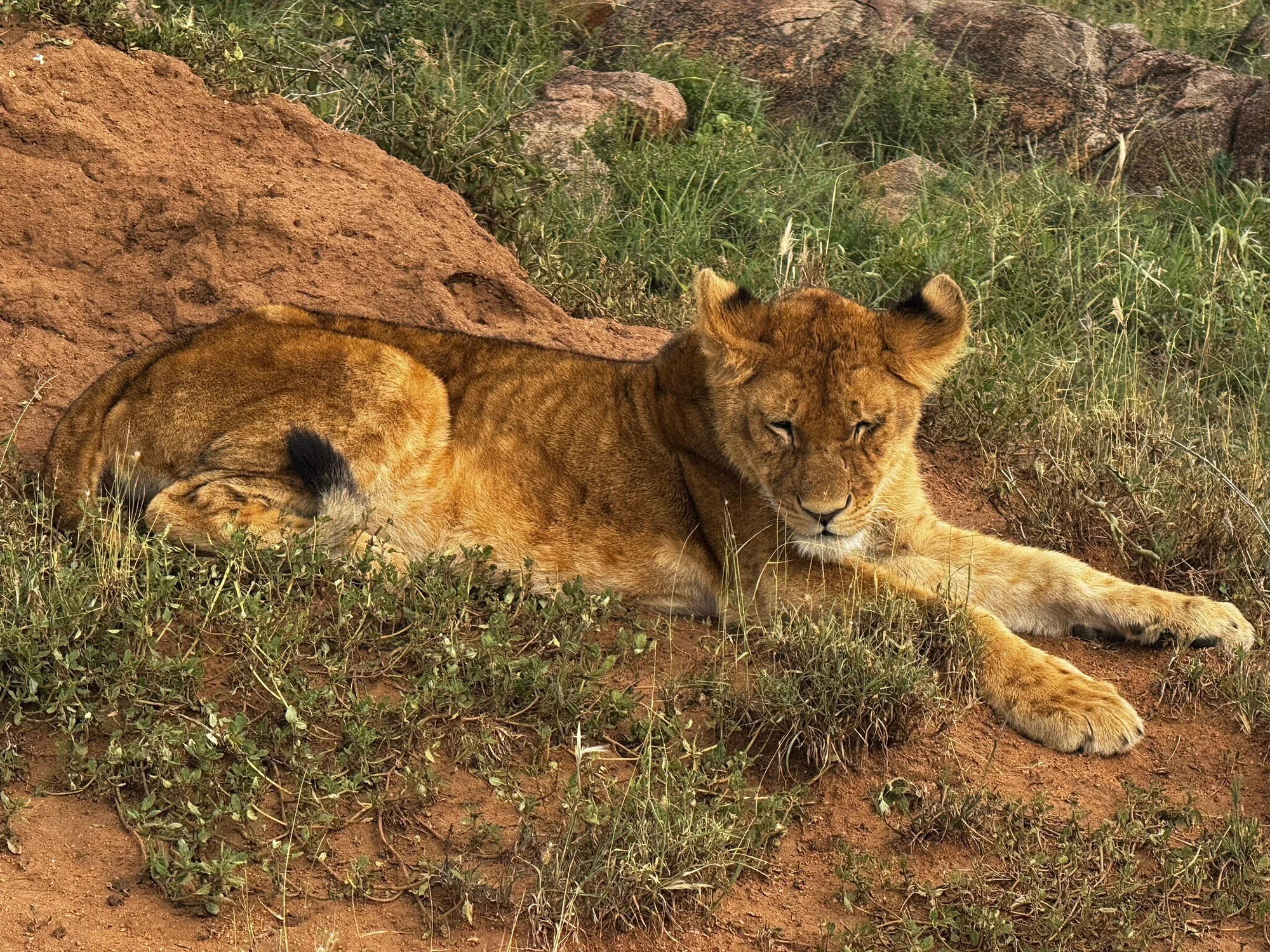 Anantya Serengeti — image 3