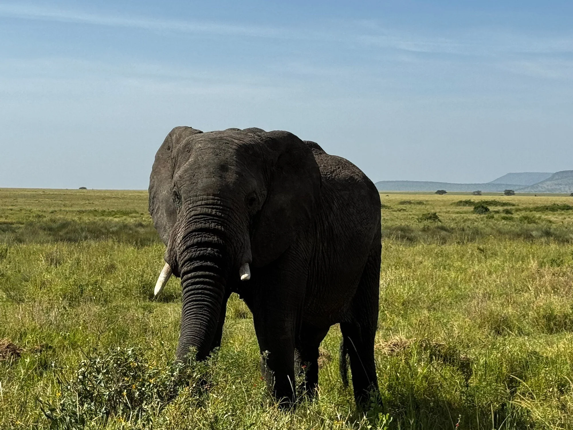 Anantya Serengeti — image 4
