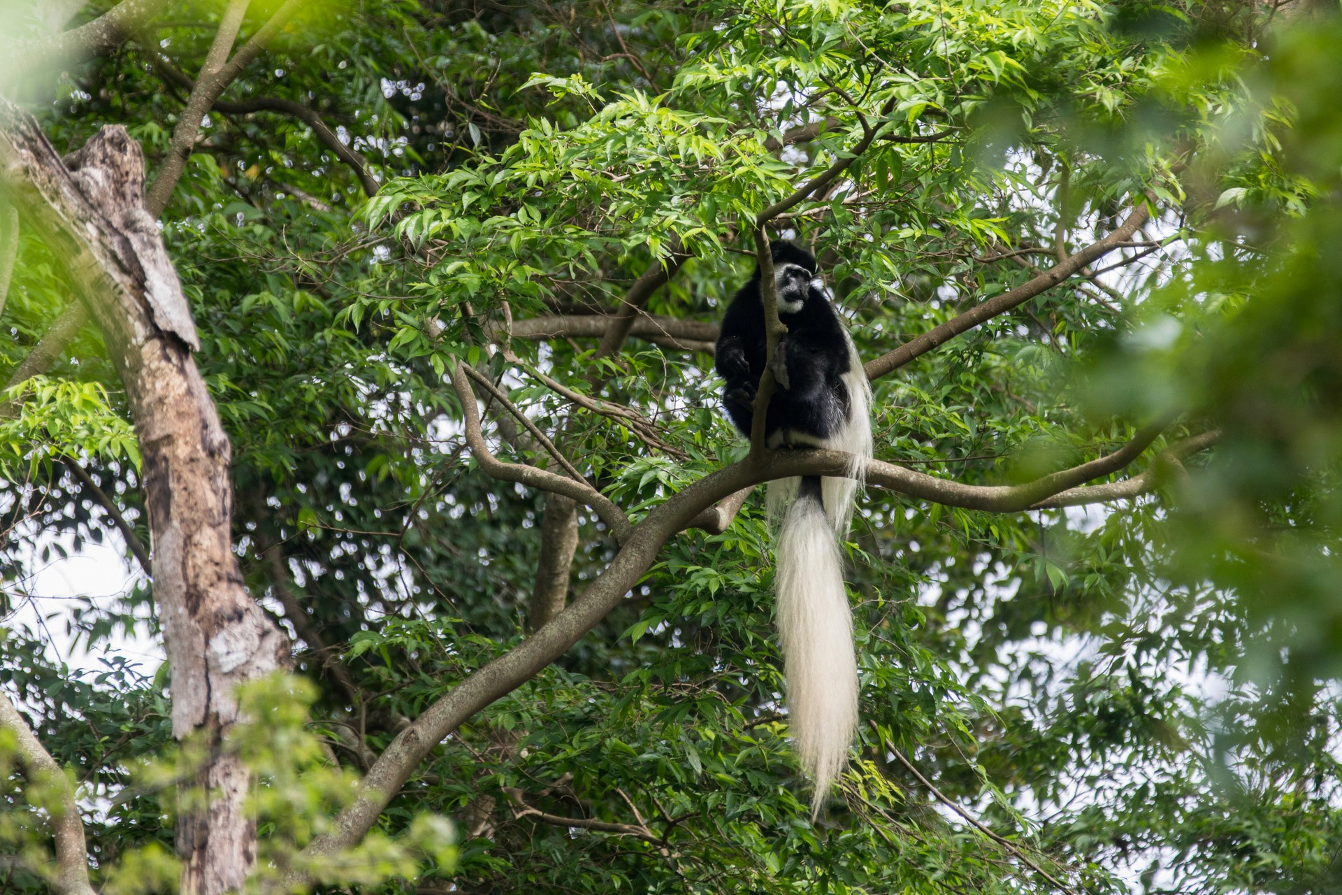 Arusha Villa Karamu Coffee Estate — image 3