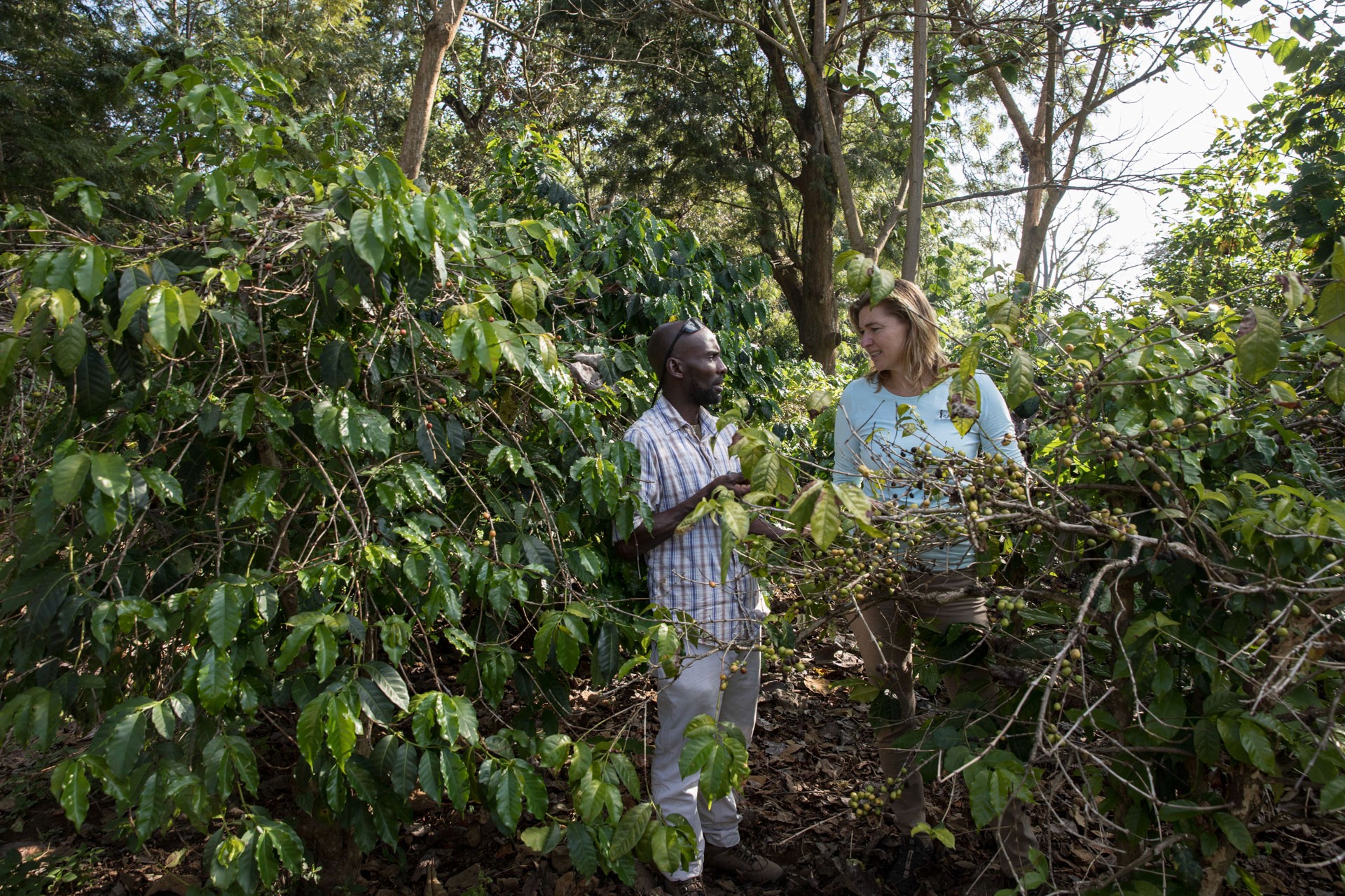 Arusha Villa Karamu Coffee Estate — image 4