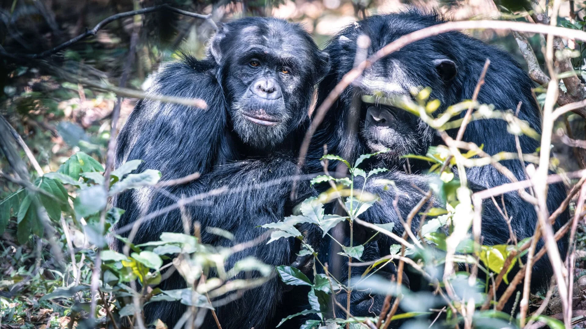 Asilia Rubondo Island Camp — image 3