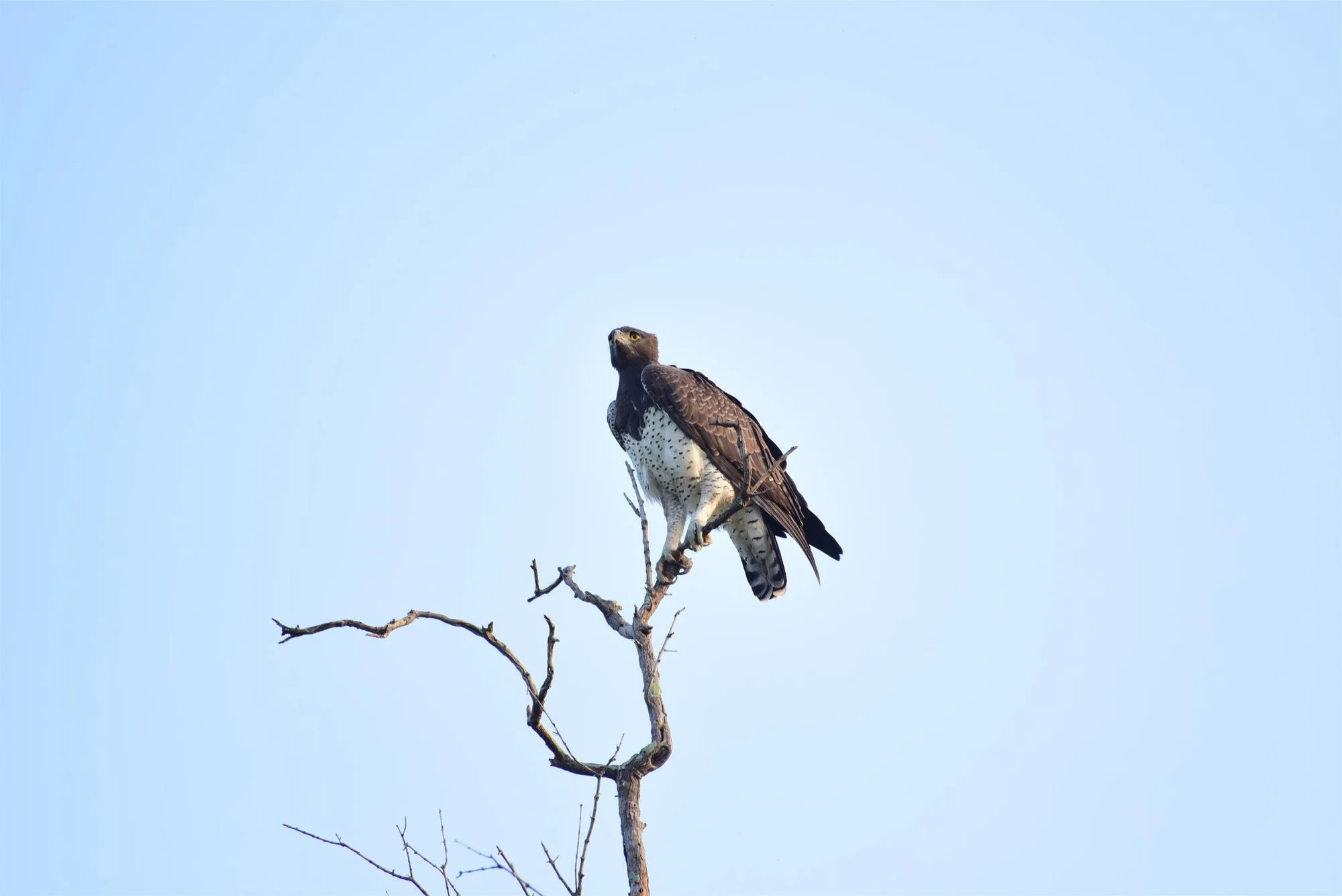 Azura Selous — image 3