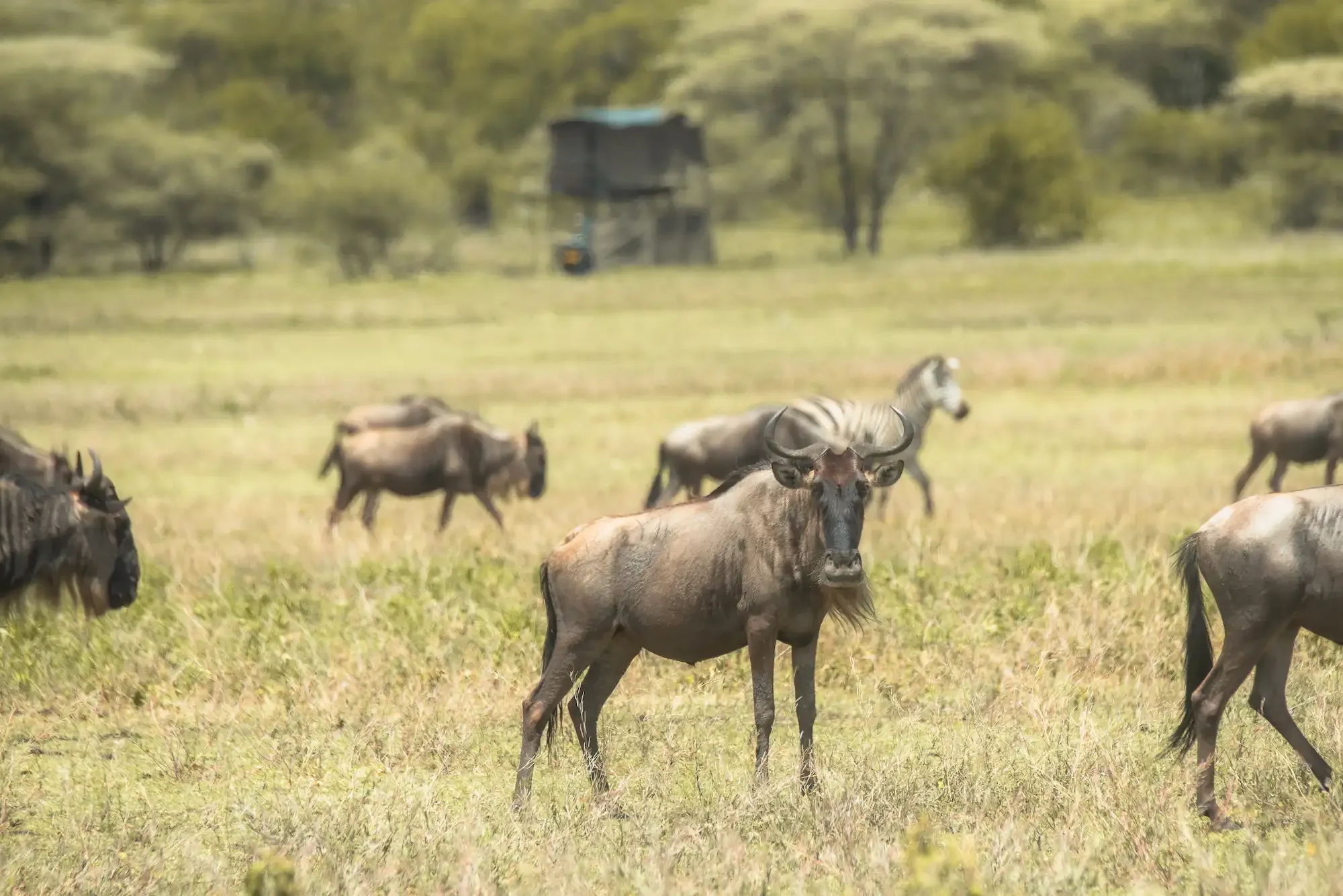 Bush Rover Migration Camp