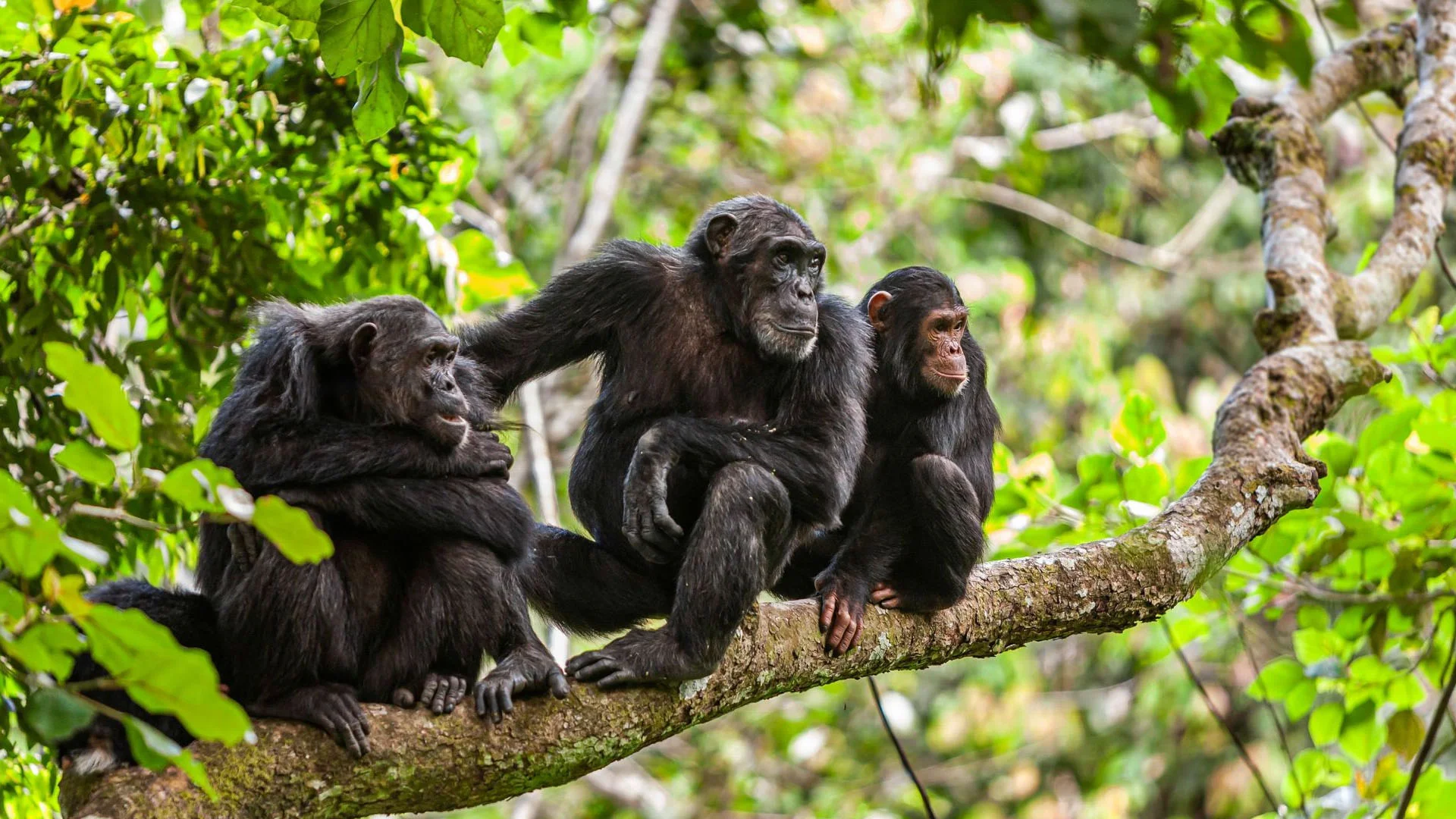 Chimpanzee Forest Guest House — image 2