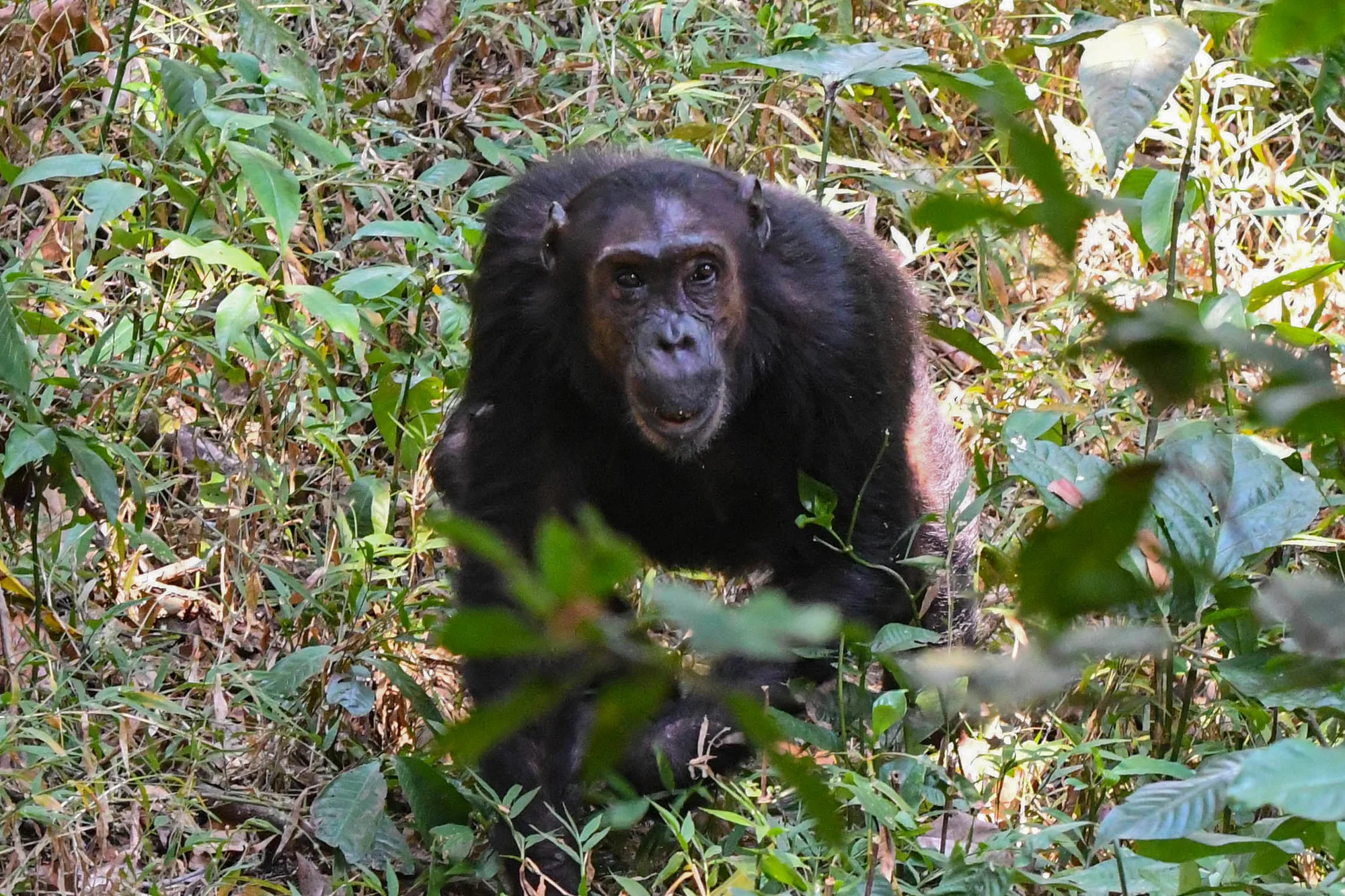 Chimpanzee Forest Guest House — image 3