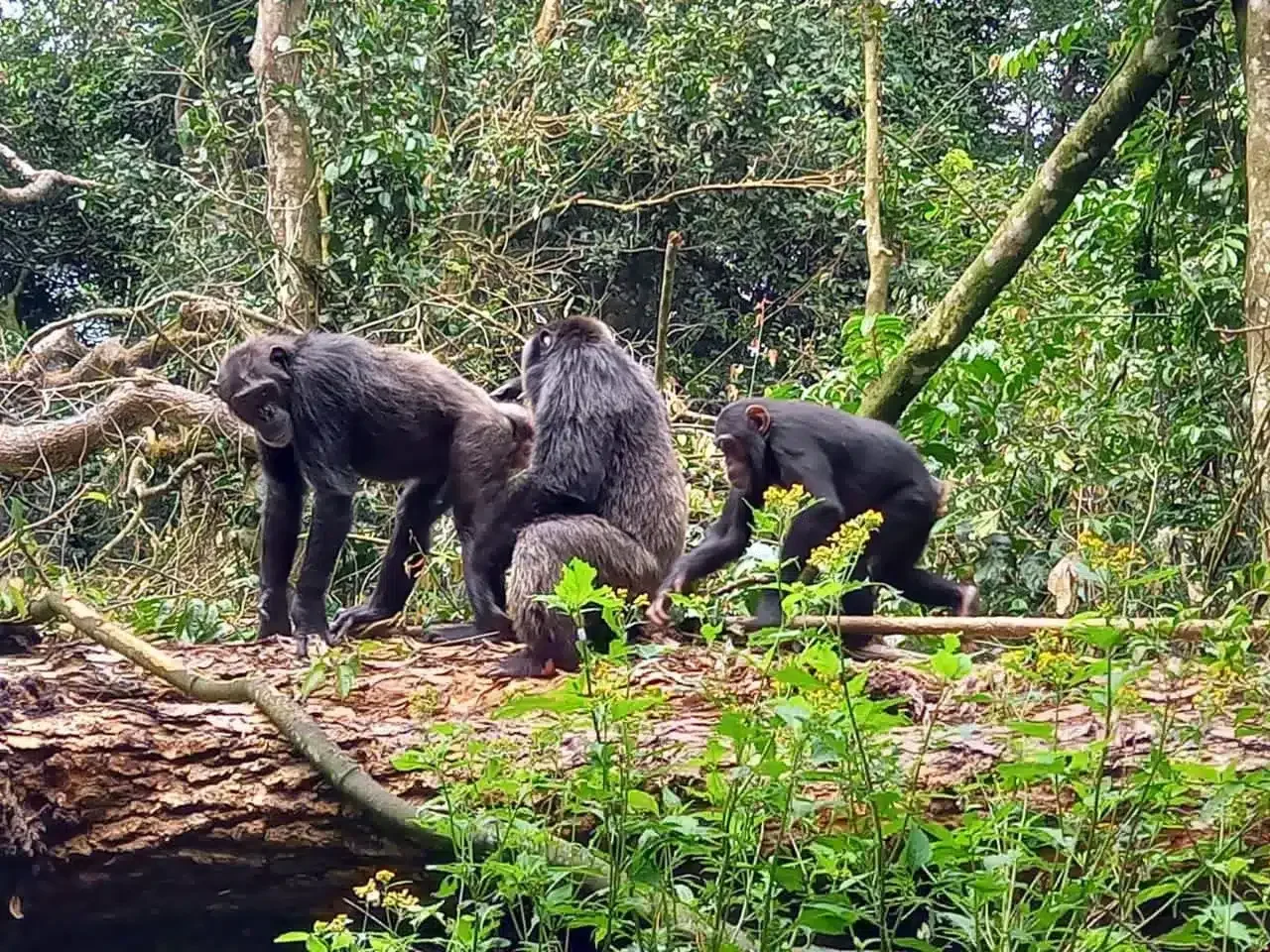 Chimpanzee Forest Guest House — image 4