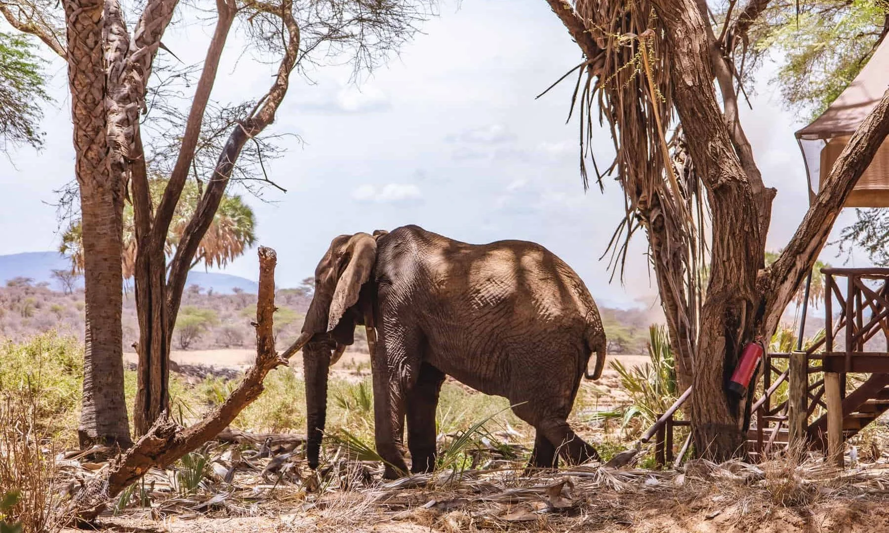Elephant Bedroom Camp — image 2