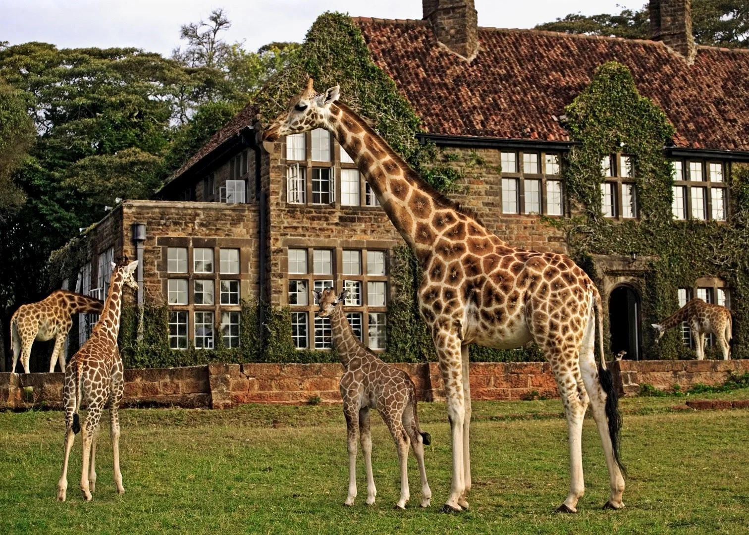Giraffe Manor — image 2