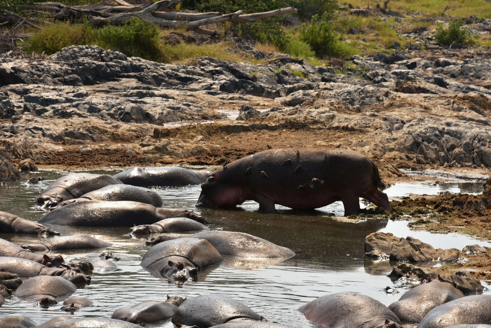 Hippo Trails Camp — image 2