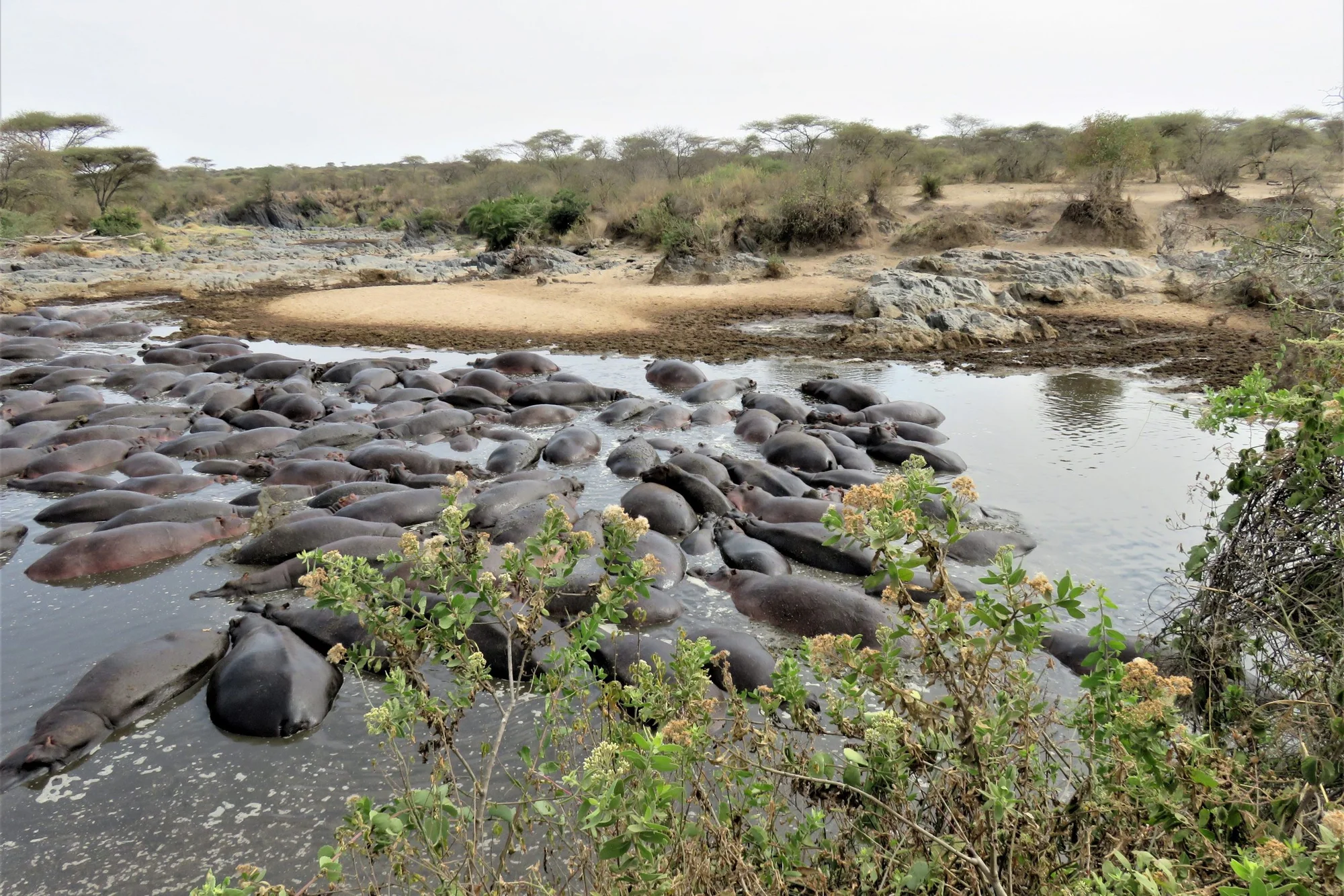 Hippo Trails Camp — image 3