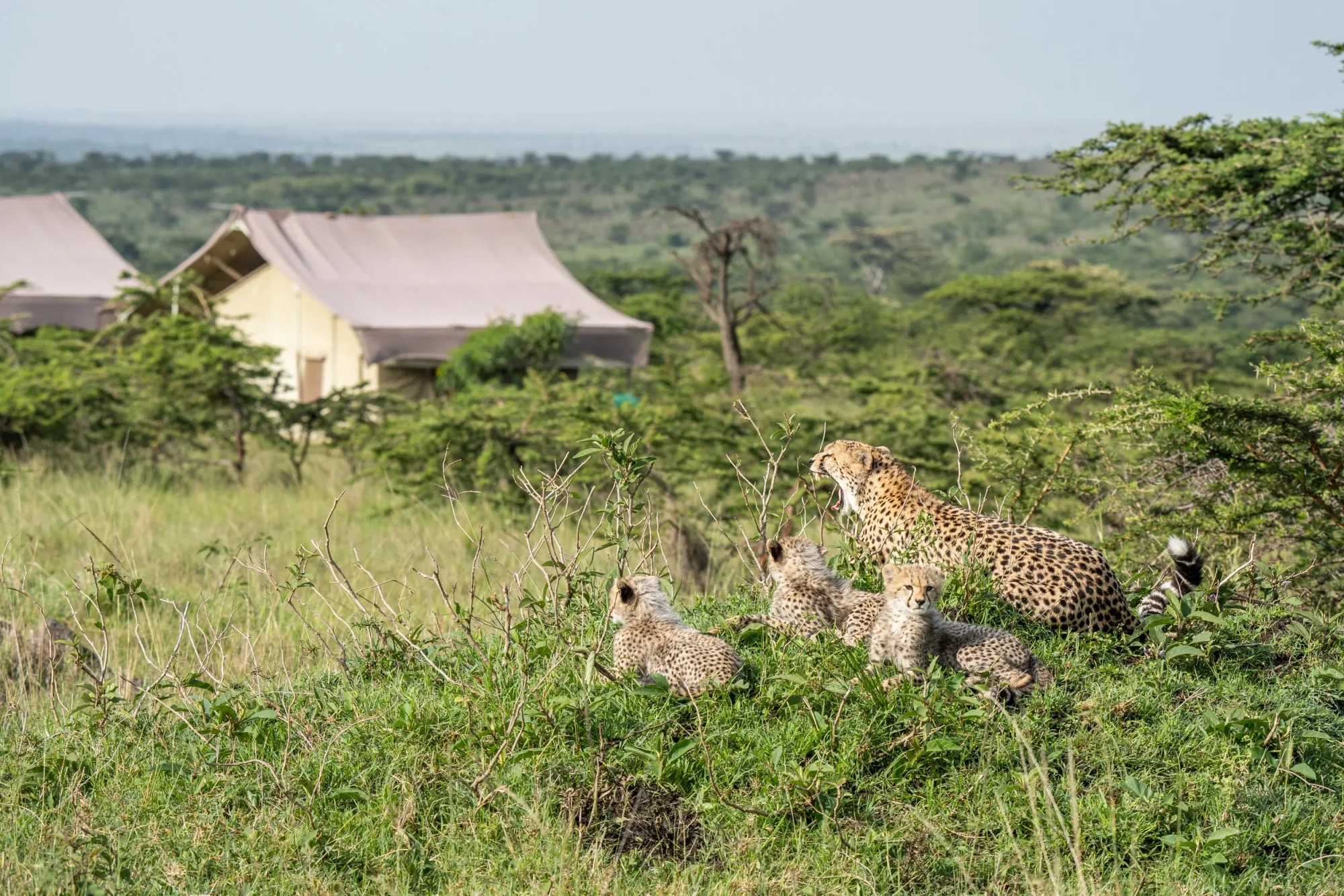 Kandili Camp — image 3