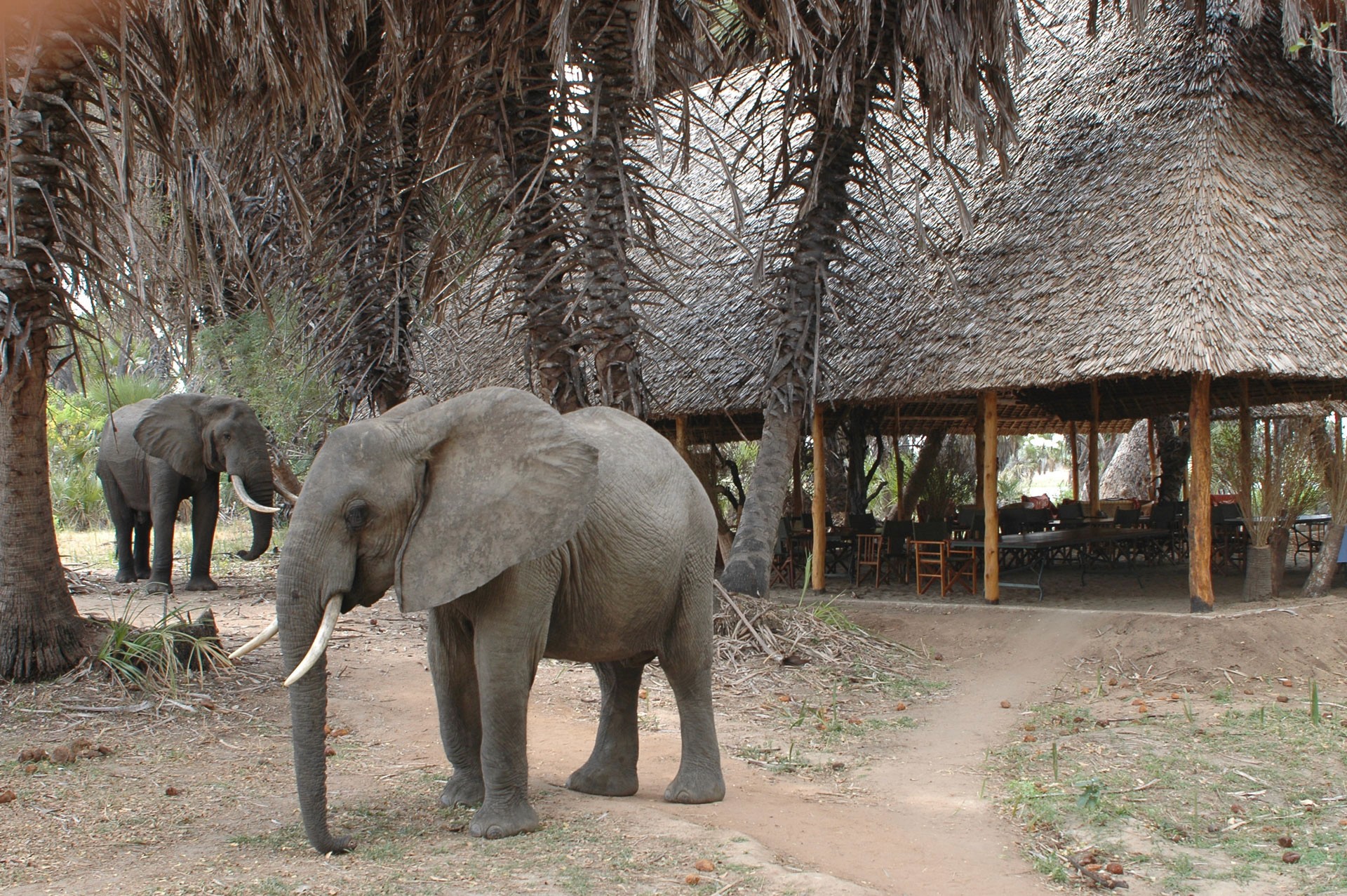 Lake Manze Camp — Nyerere National Park