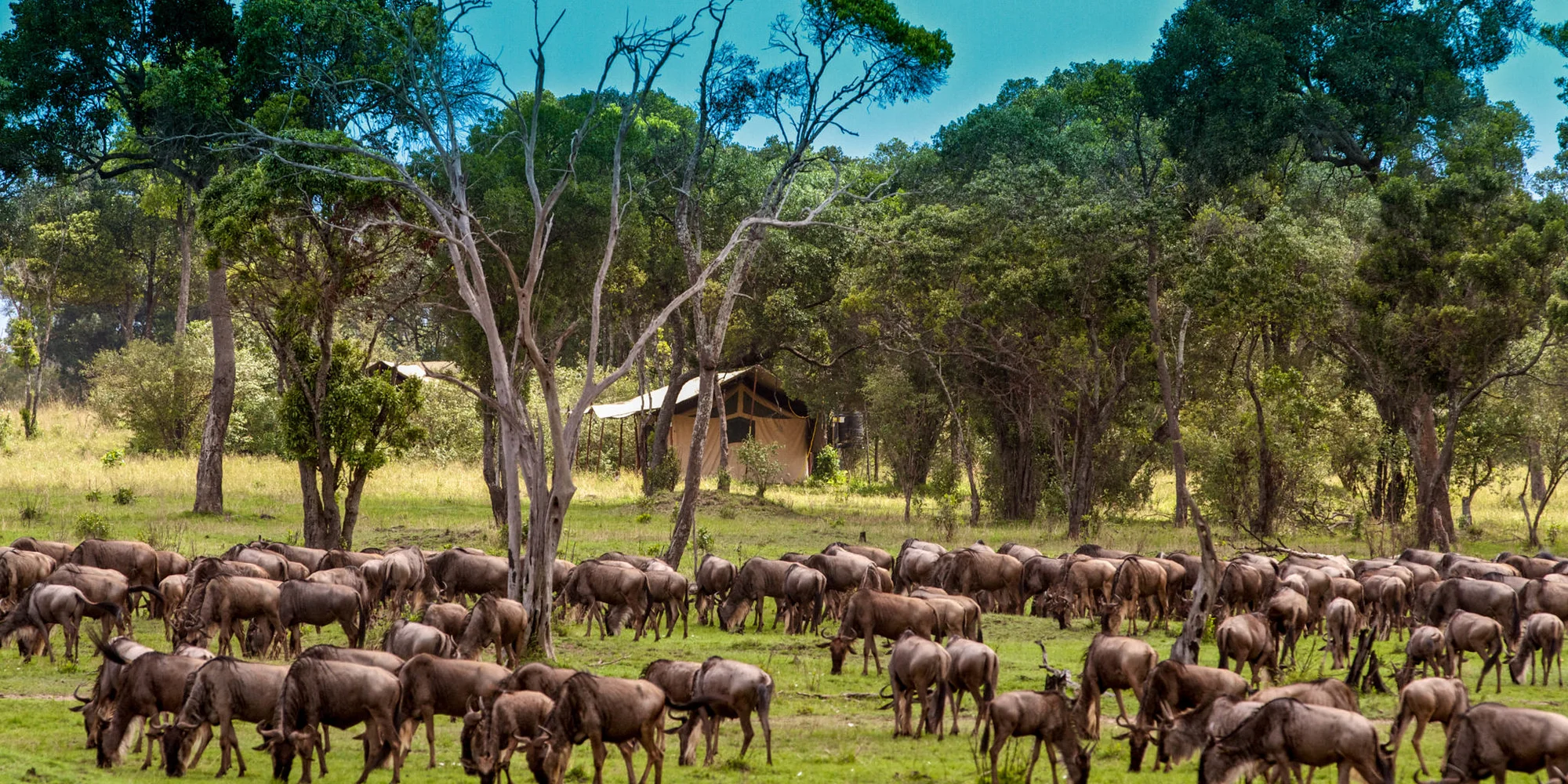 Lemala Migration Camp Ndutu