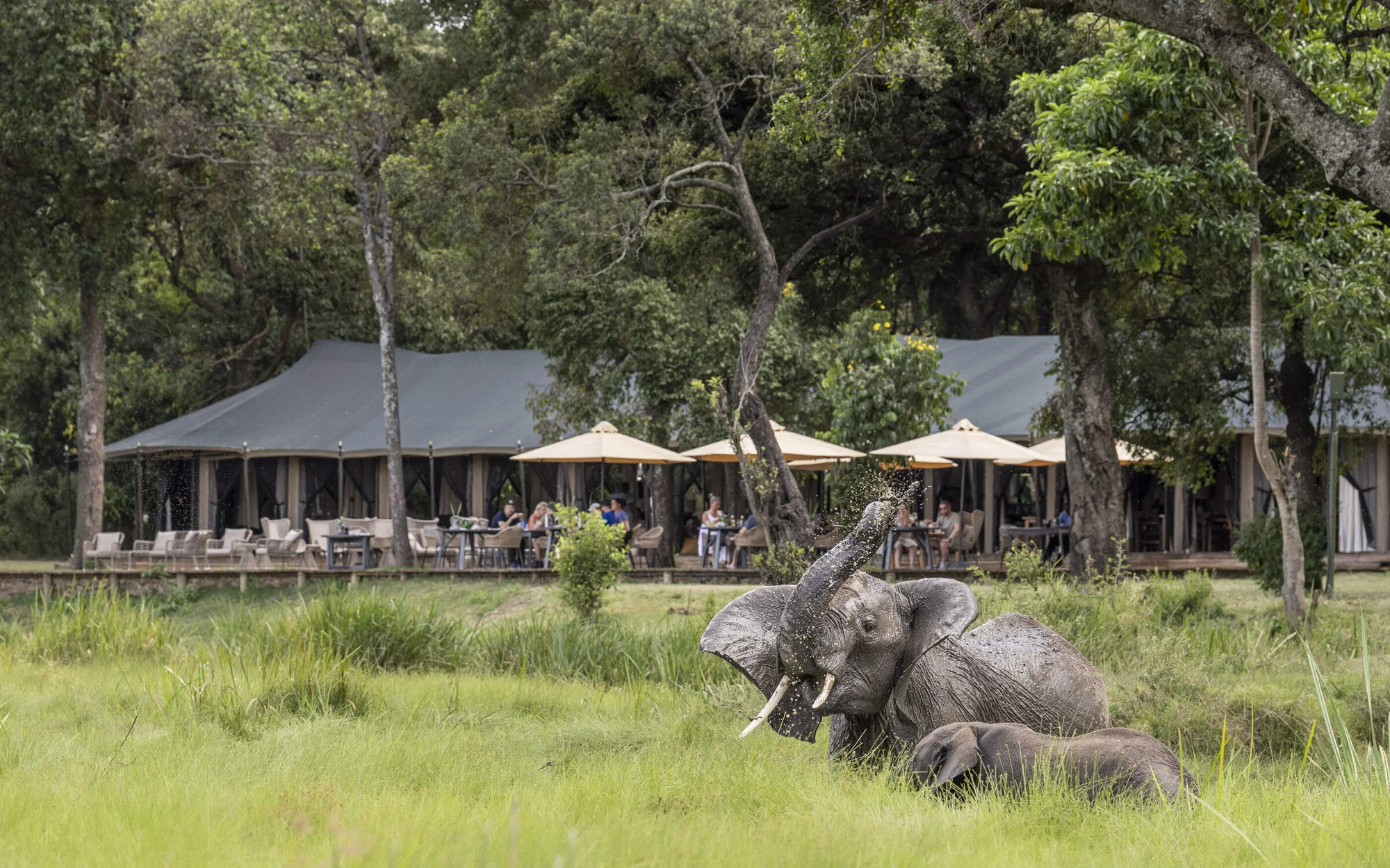 Mara Intrepids Camp — image 2