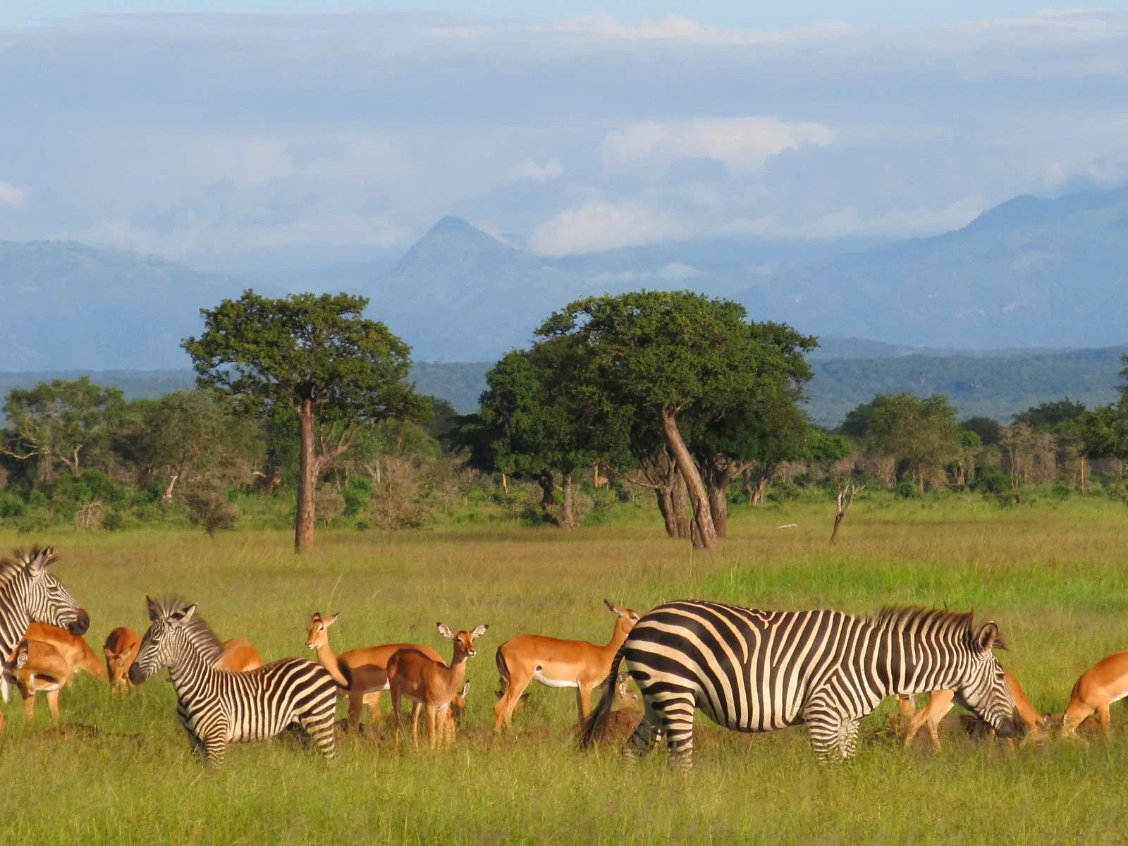 Mikumi Wildlife Camp — image 3