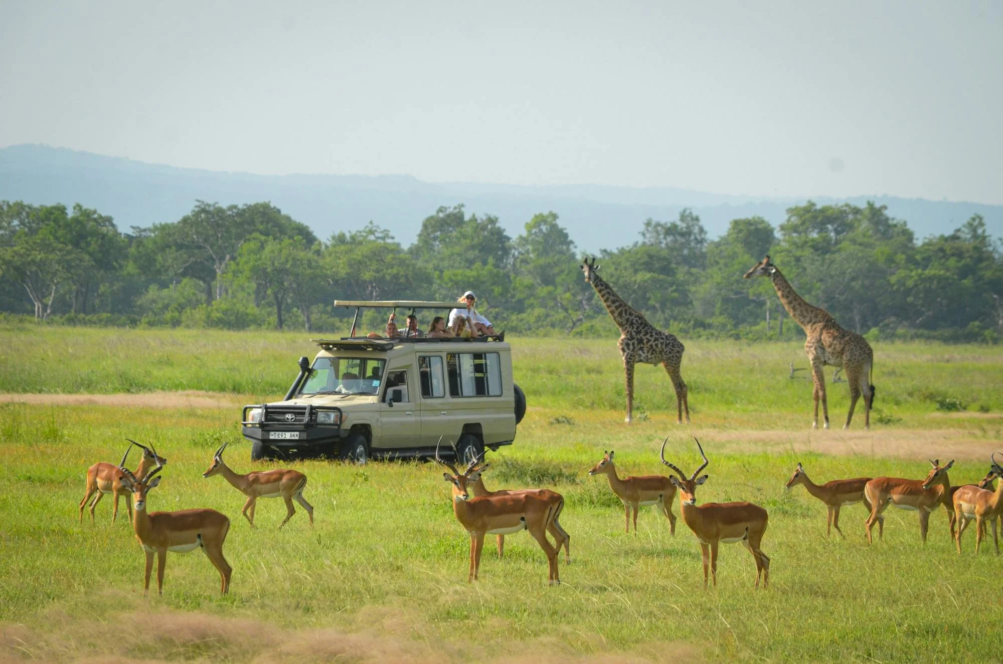 Mikumi Wildlife Camp — image 4