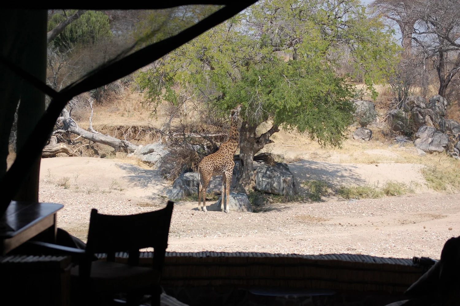 Mwagusi Safari Camp — image 2