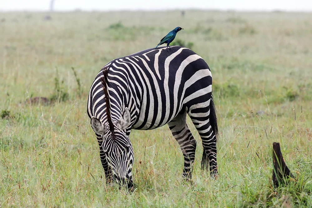 Neptune Serengeti Luxury Camp — image 4