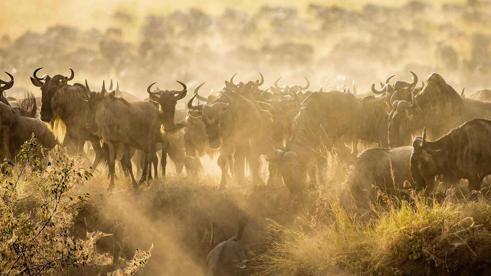 Nimali Serengeti — Serengeti National Park