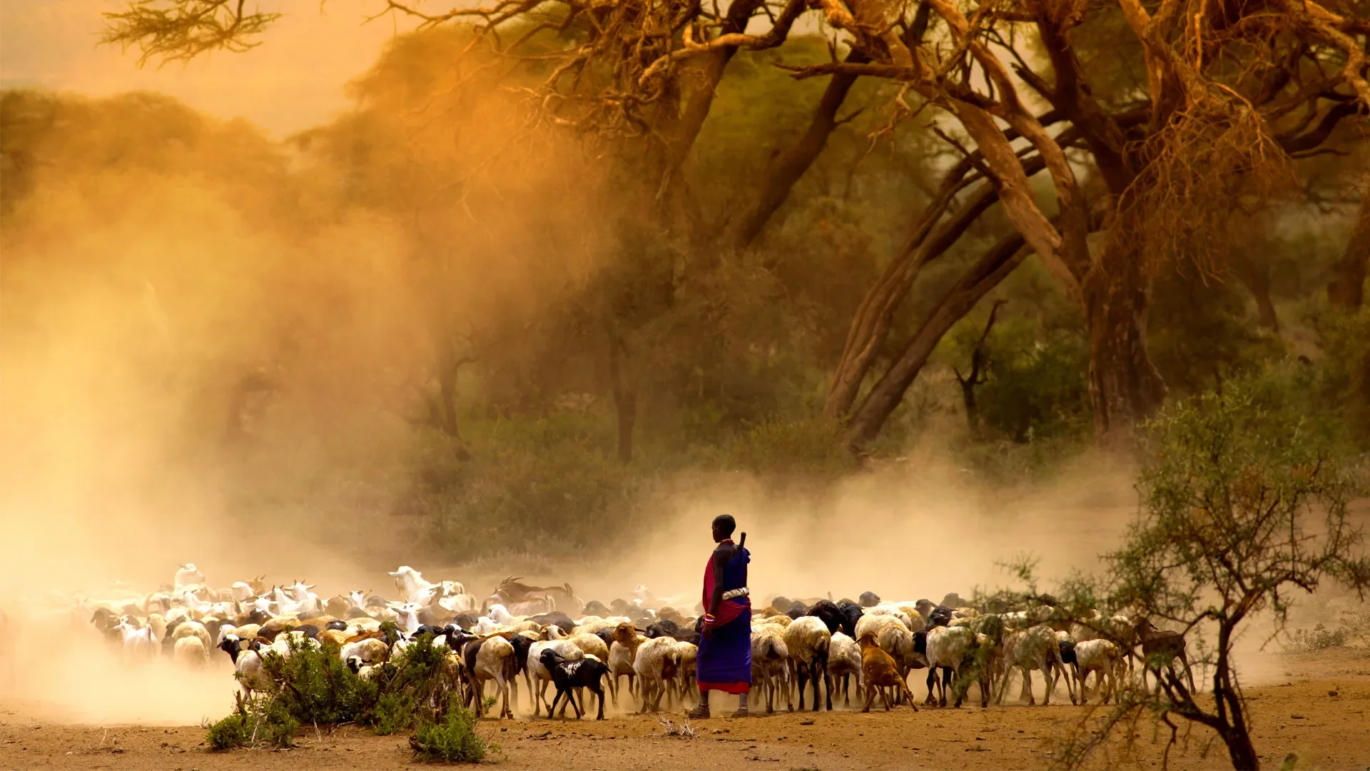 Nimali Serengeti — image 2