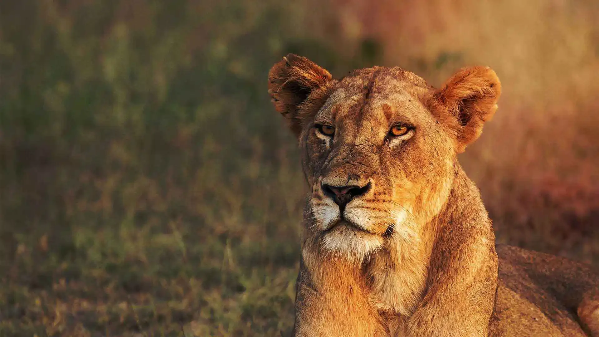 Nimali Serengeti — image 3