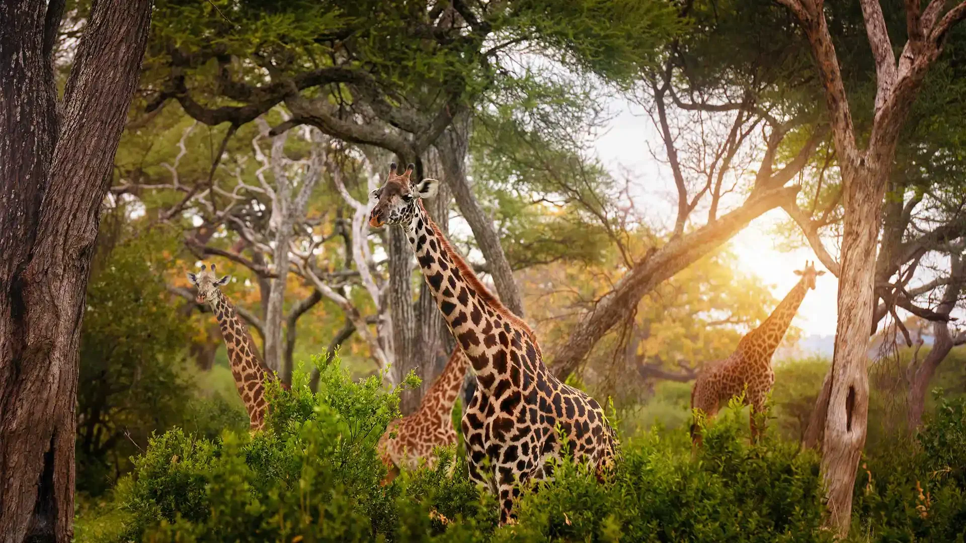 Nimali Serengeti — image 4