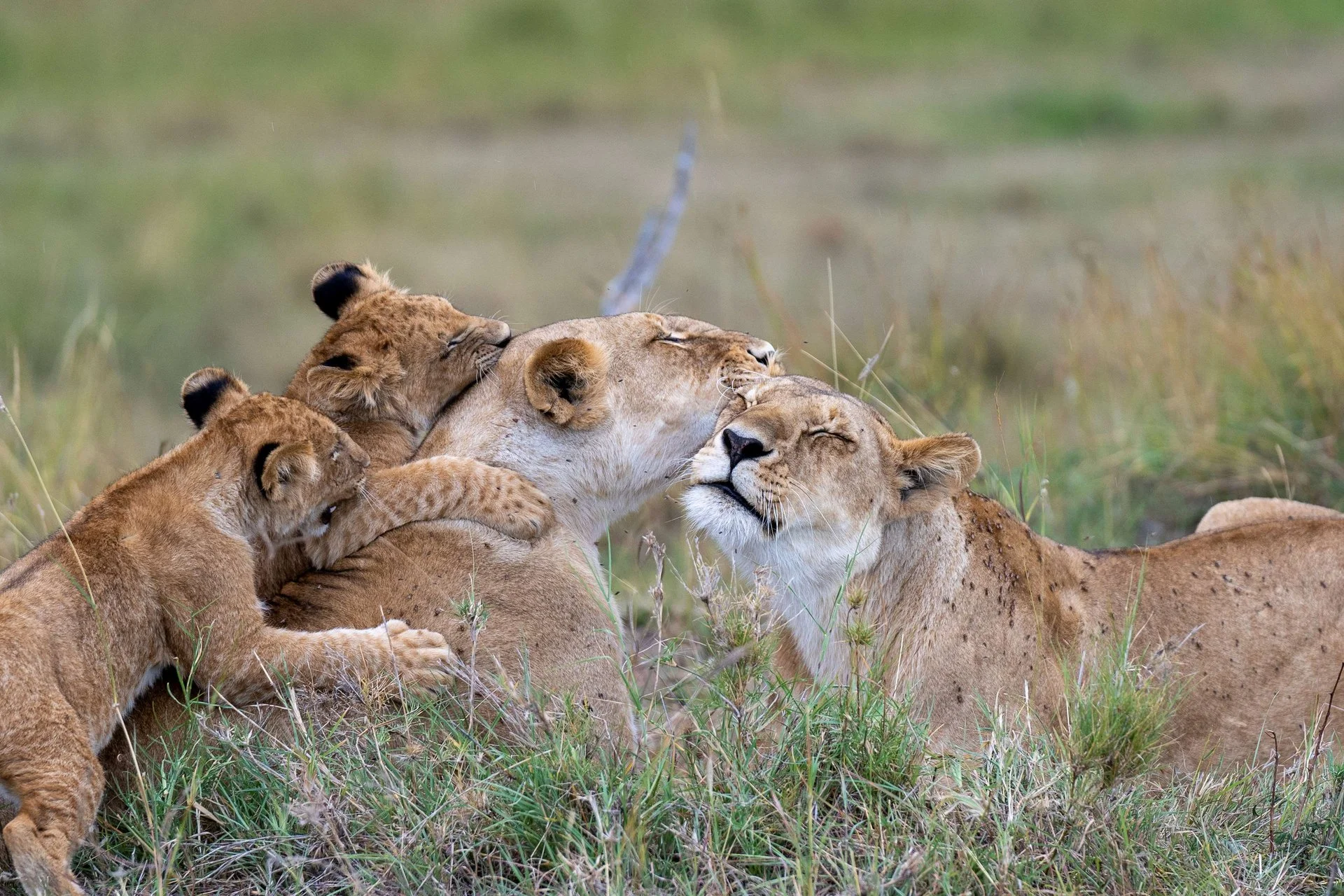 Olare Mara Kempinski Masai Mara Camp — image 3