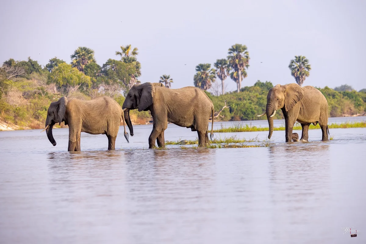 Retreat Selous by Nomad — image 2