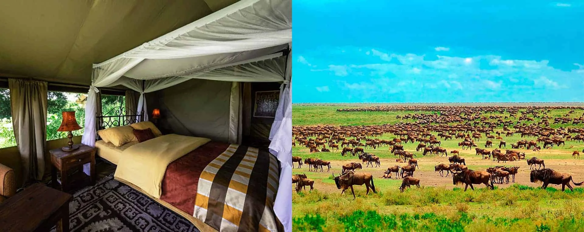 Serengeti Wildlands Camp — image 3