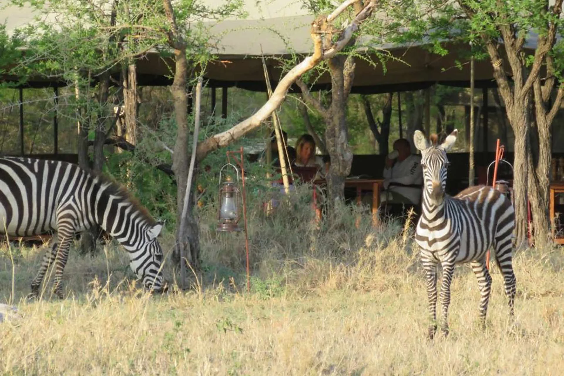 Serengeti Wildlands Camp — image 4