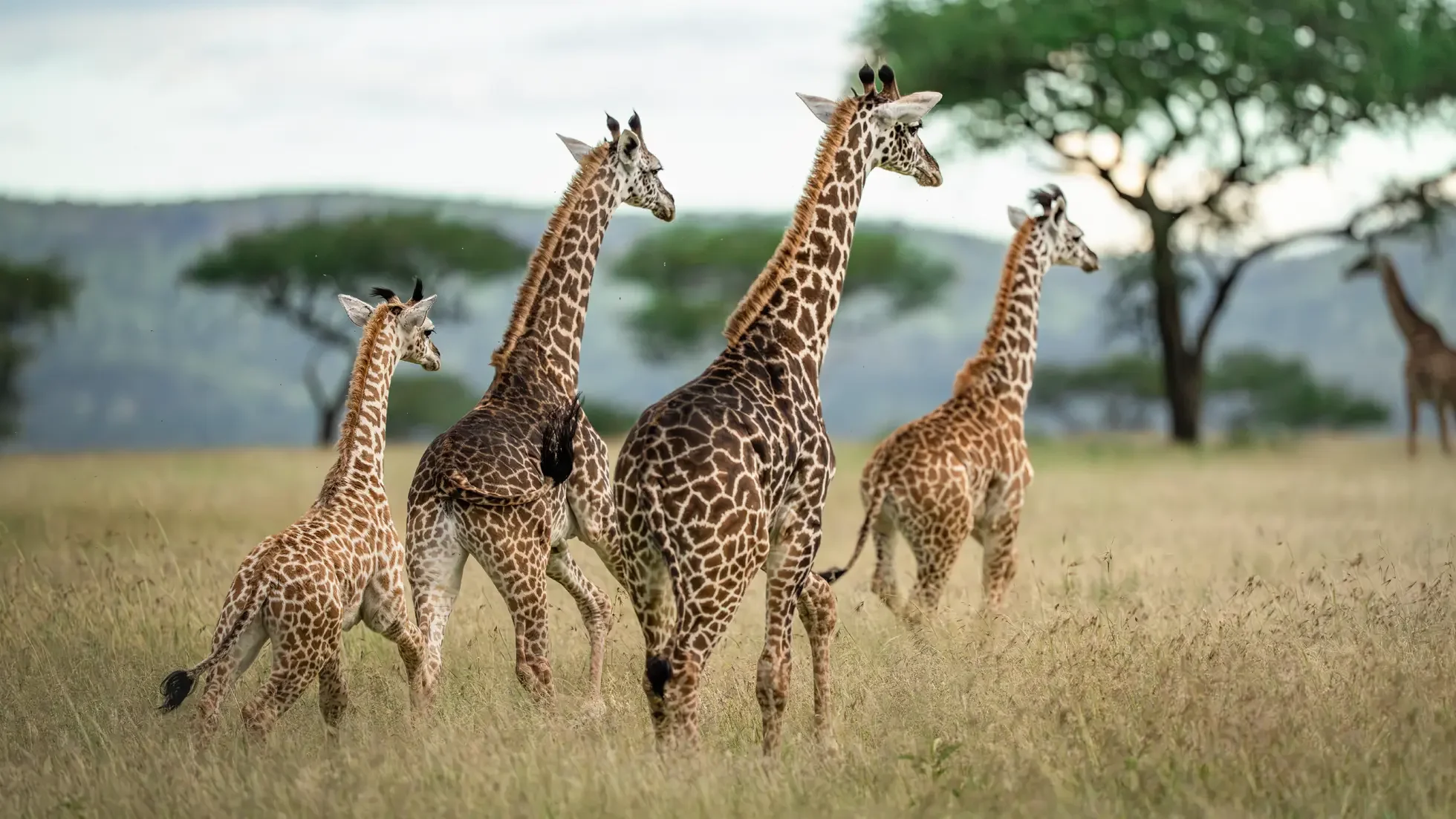 Songa Tented Camp by Legendary — image 2