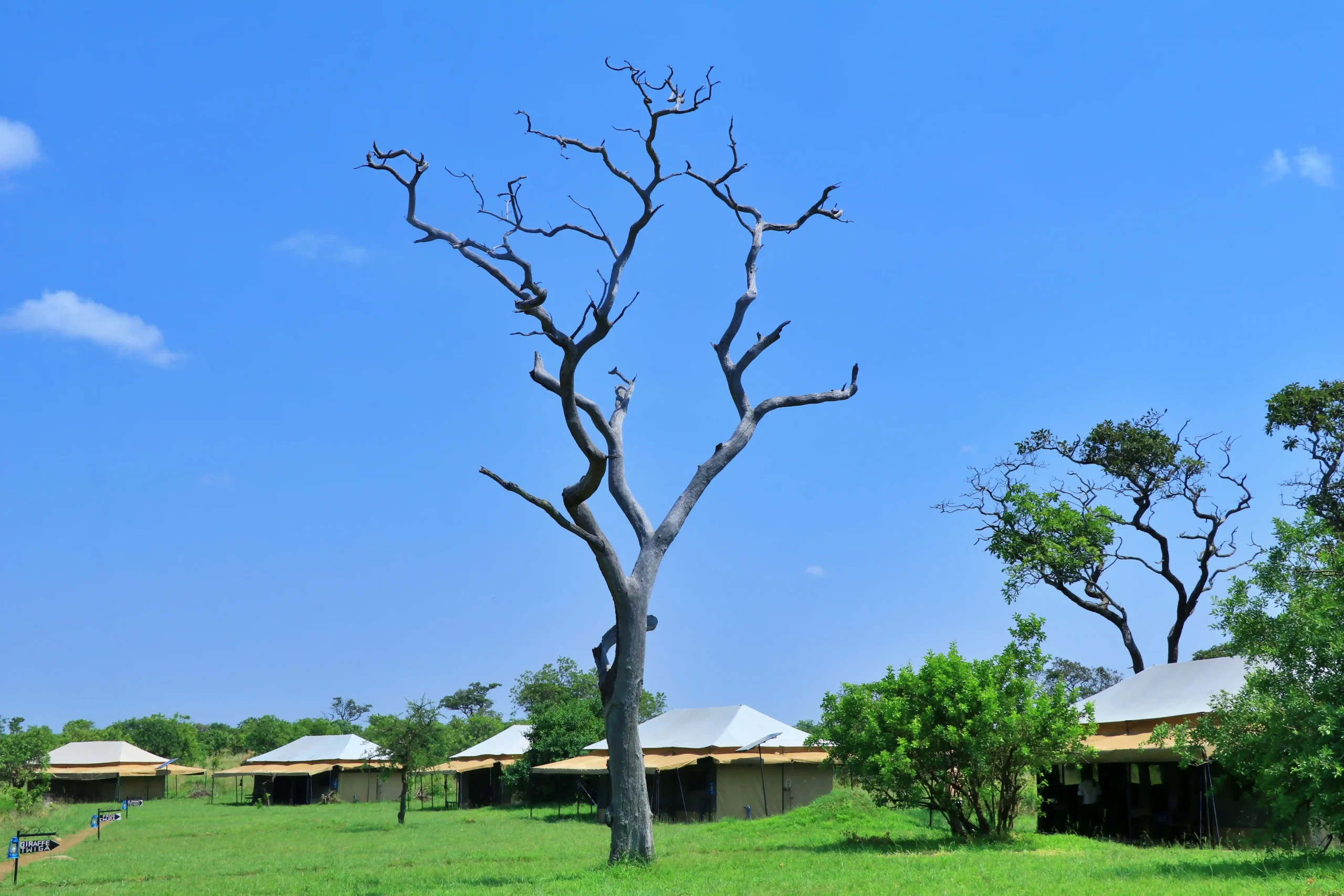 Tanzania Bush Camps Kogatende — image 2