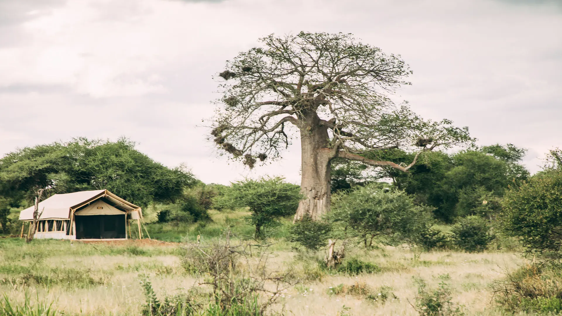 Tarangire Tortilis Camp — image 2
