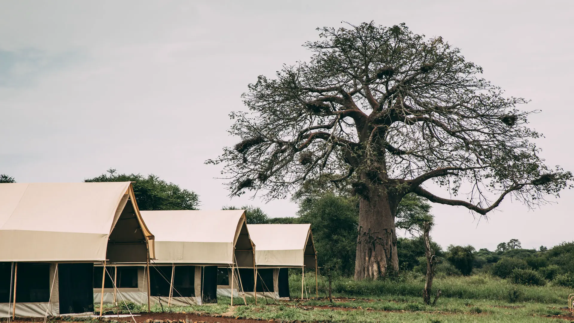 Tarangire Tortilis Camp — image 4