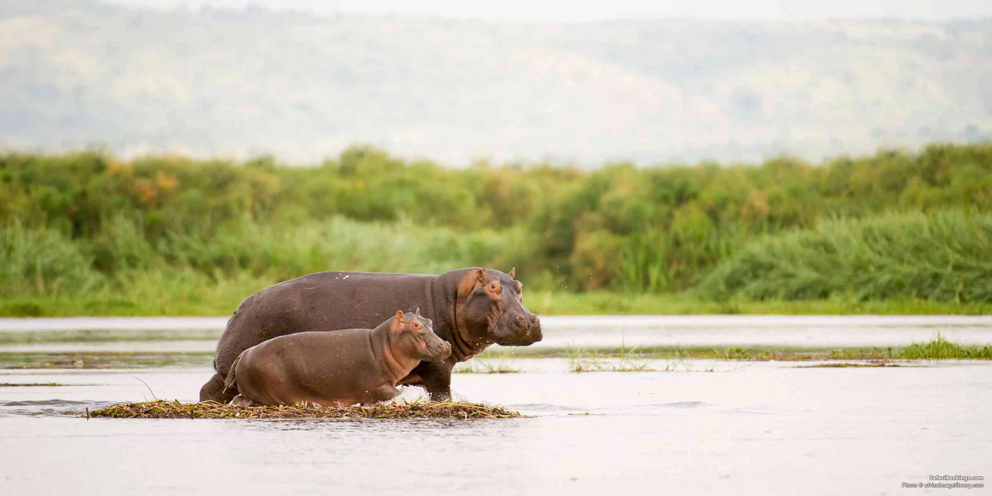 River Giants: Where to Meet Tanzania’s Hippos