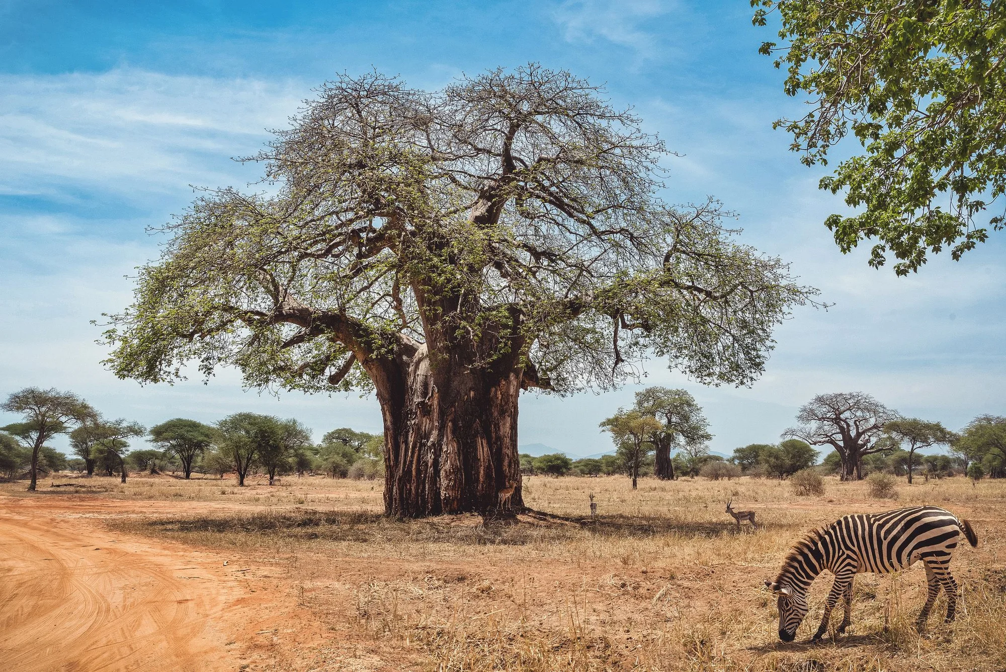 The Upside-Down Trees: Tanzania’s Baobabs