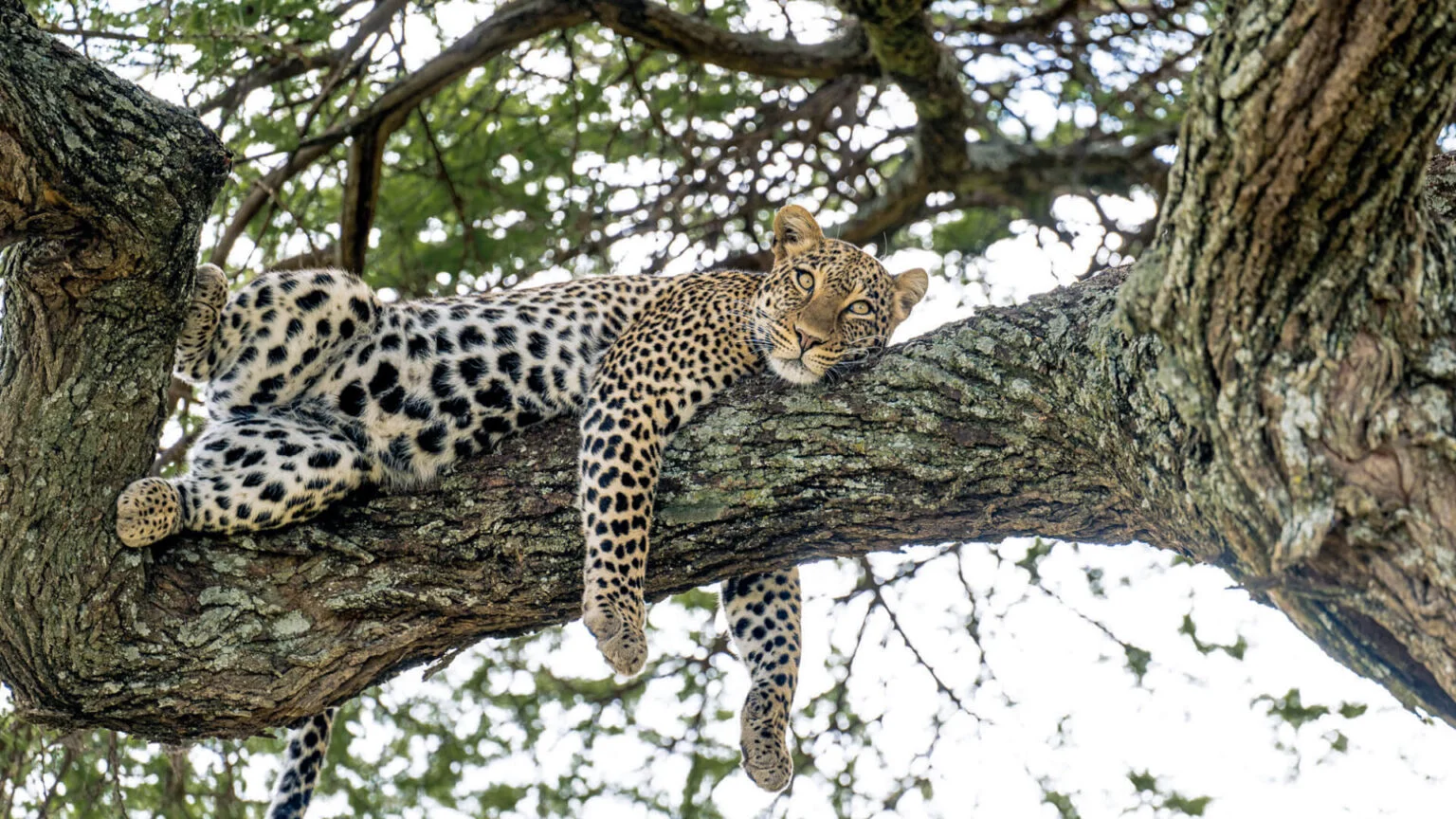 The Big Five in the Serengeti: Four You’ll Find, One You’ll Earn