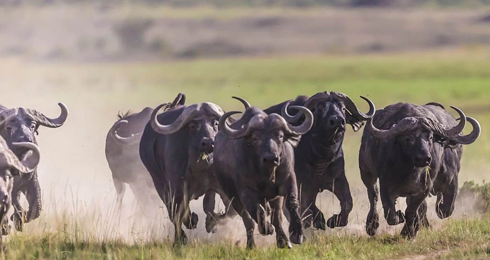 The Dagga Boys: Cape Buffalo in Tanzania