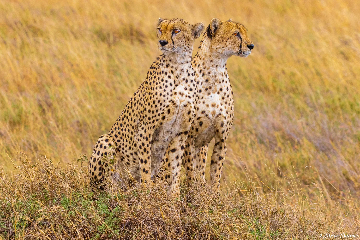 Built for the Plains: A Guide to Tanzania’s Cheetahs