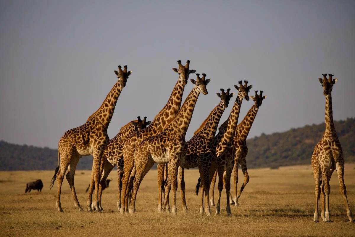 Tanzania’s Towering National Animal: A Giraffe Field Guide