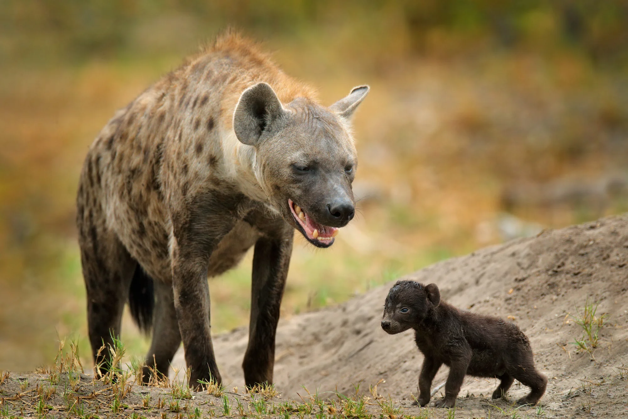 Hyenas in Tanzania: Spotted, Striped and Wildly Misunderstood