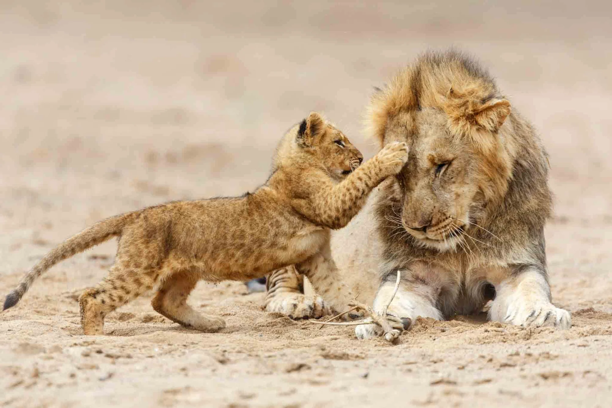Where Tanzania’s Lions Rule: Serengeti Prides to Manyara’s Tree-Climbers
