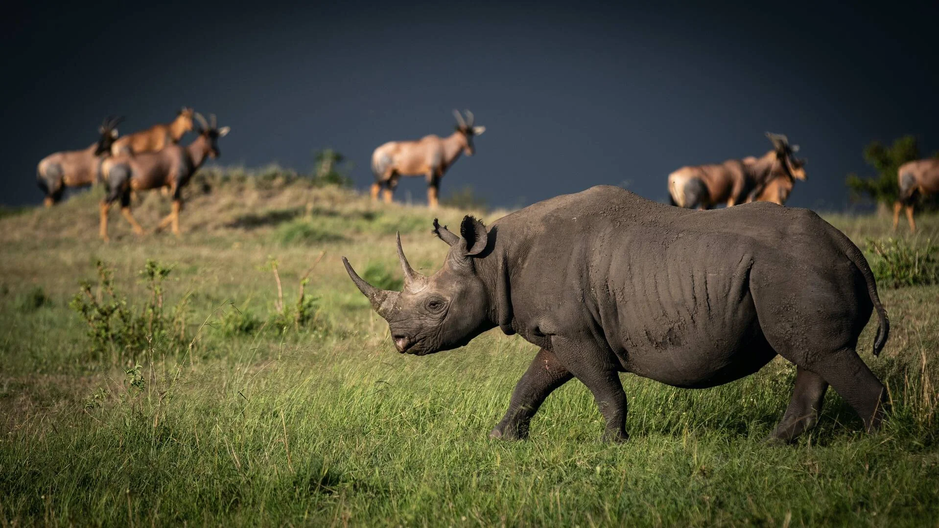Black Rhino in Tanzania: Finding the Rarest of the Five