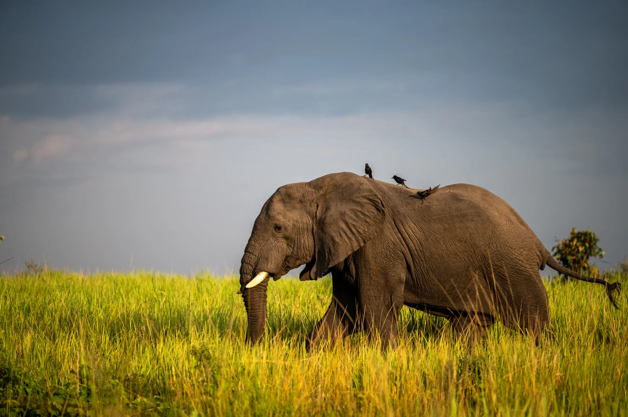 Tanzania or Kenya? An Honest Safari, Trek & Beach Showdown