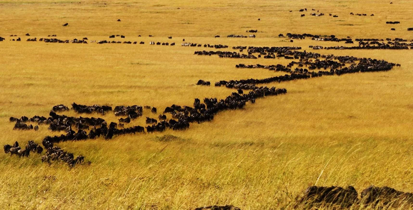The Landscapes That Power the Serengeti Migration