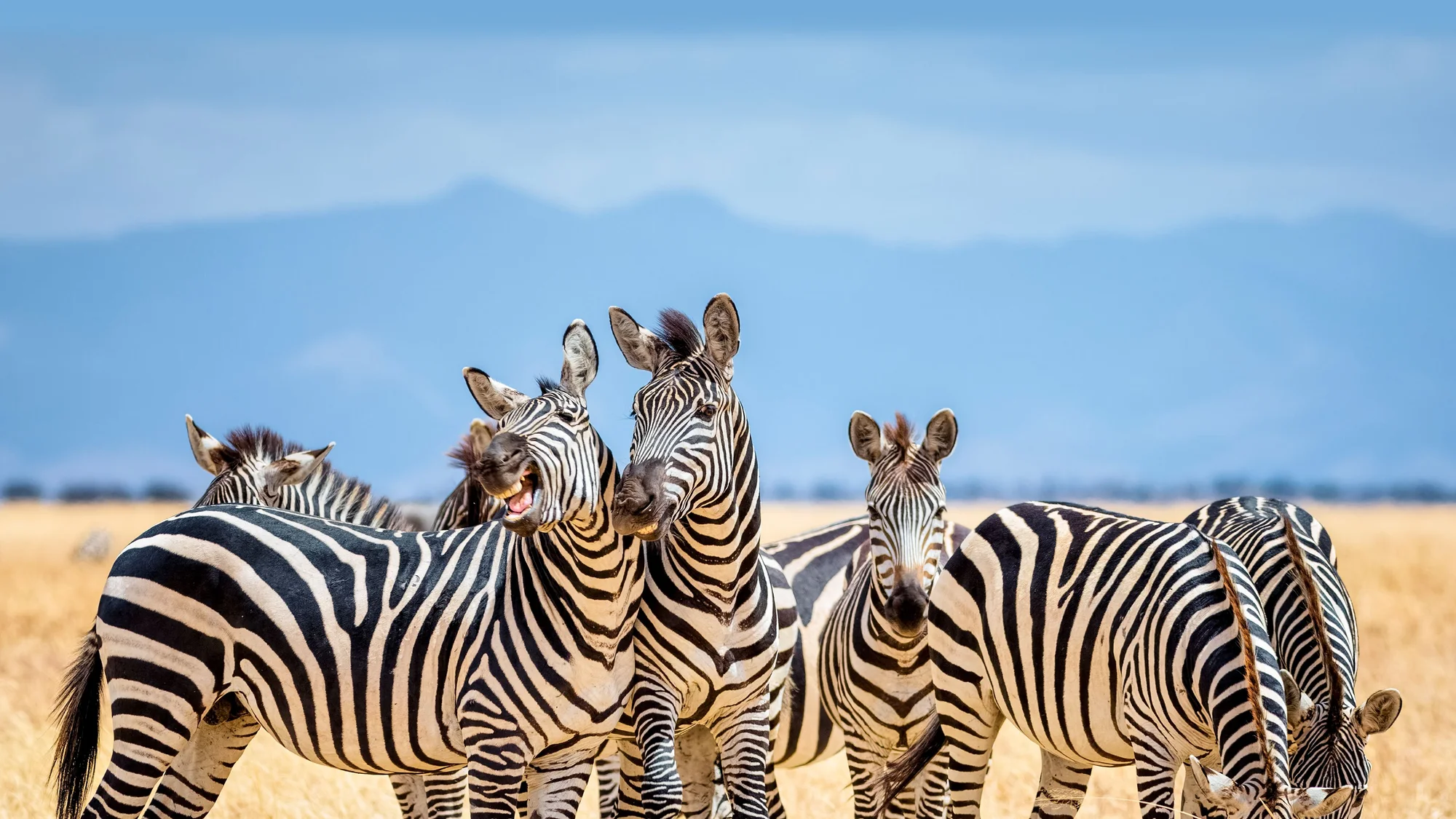 The Stripes That Lead the Migration: Zebras in Tanzania