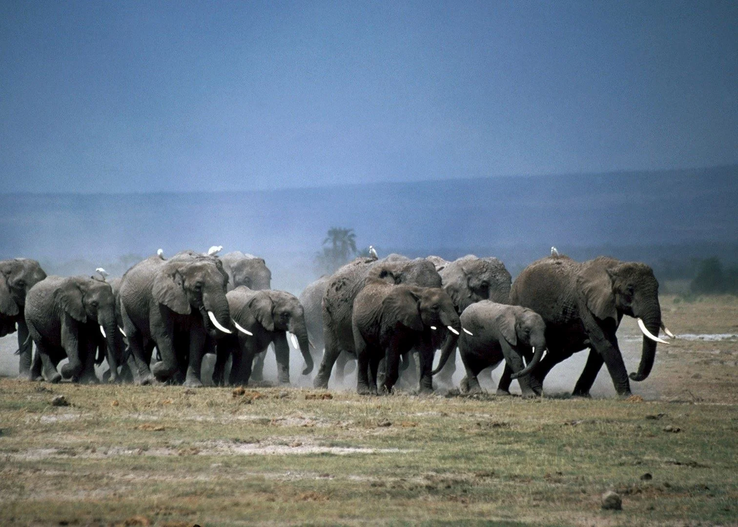 3-Day Amboseli Fly-In Safari